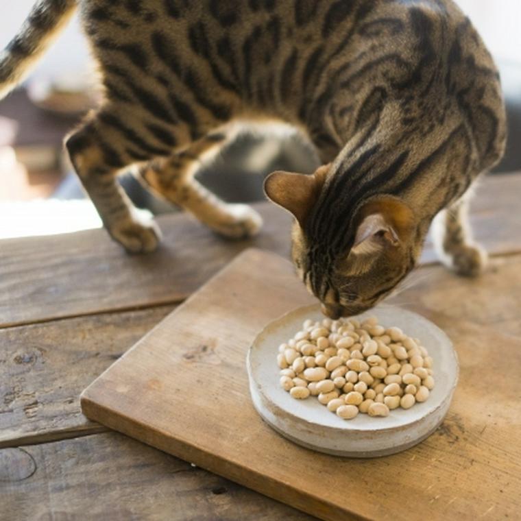 大豆を食べる猫