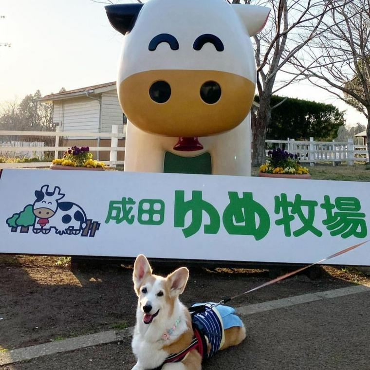 千葉県の人気ドッグラン12選 バーベキューができるドッグランやカフェ併設も ペトコト