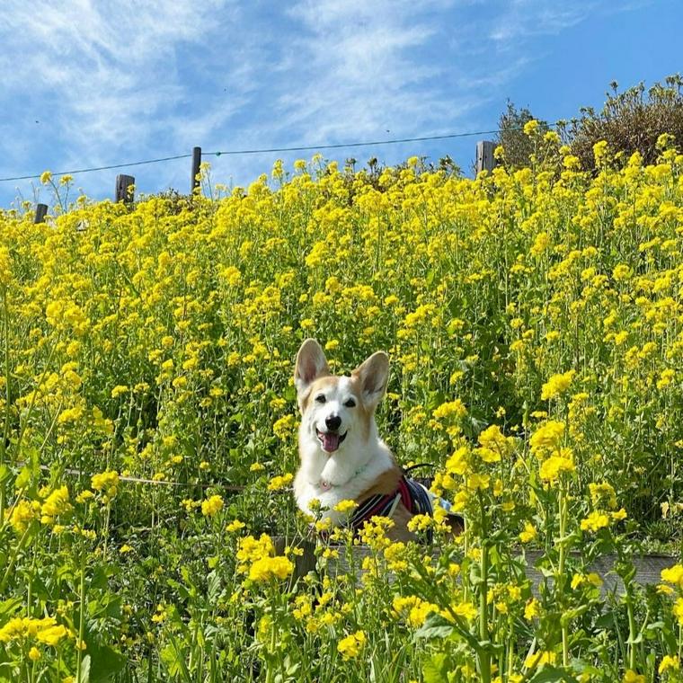 菜の花畑に囲まれて嬉しそうなセナちゃん