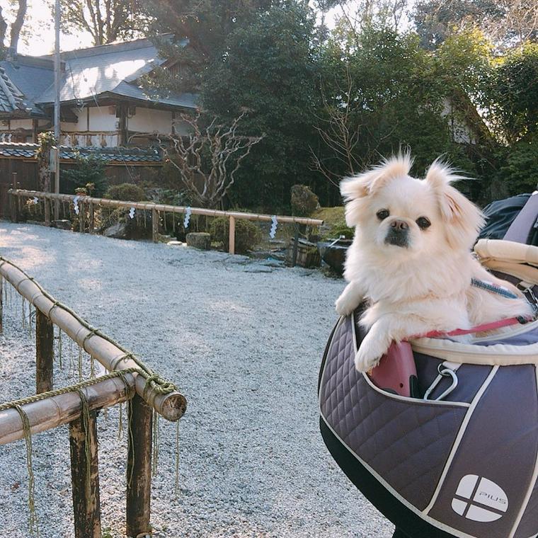 吉水神社と犬