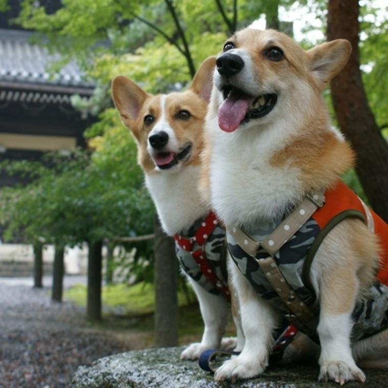 ペットのためのお守りがある神社特集 東京 関東 関西に分けて紹介 ペトこと