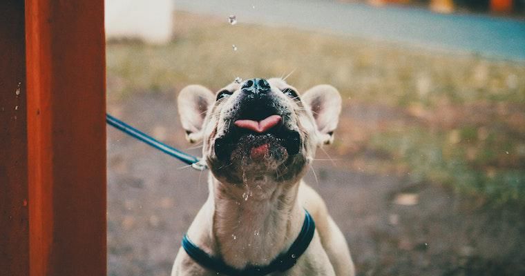 犬が多飲多尿の場合に考えられる原因・対処法を獣医師が解説