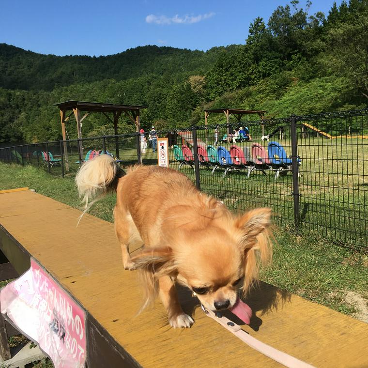 犬とお出かけ京都編 お寺や神社の人気スポットあり ペトコト