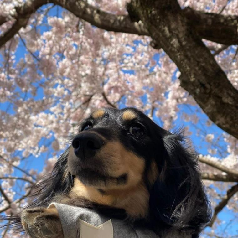 京都で愛犬と遊ぼう お寺や神社などペット可おすすめスポットを紹介 ペトコト