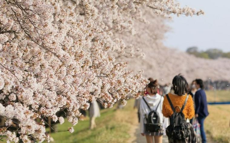 犬とお出かけ多摩編|公園やカフェなどのおすすめスポット15選