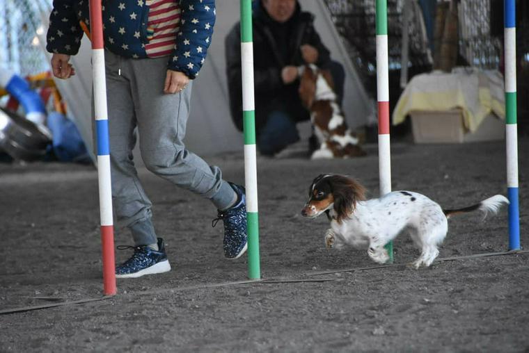 SJDフレンズドッグクラブで遊ぶ犬