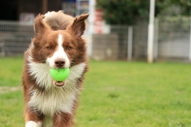 ドッグランもろやまでボールをくわえて走る犬