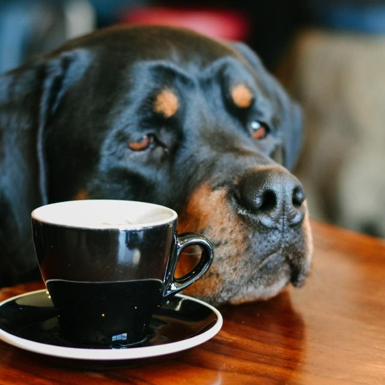 カフェにいる犬