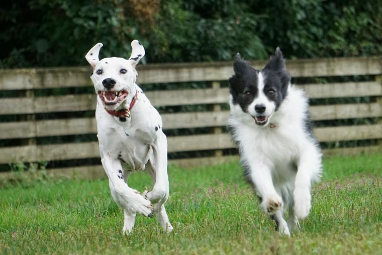 ドッグランを走る犬