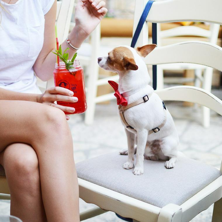 椅子の上に座る犬