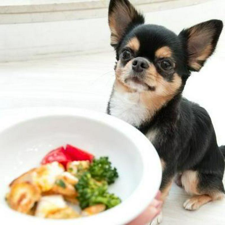 犬は鶏肉を食べても大丈夫 モモ肉や骨など部位ごとのあげ方や量を解説 ペトコト
