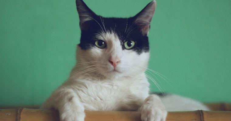 【2019ホワイトデー】猫好き女子にお返ししたいチョコやお菓子など猫モチーフギフトを紹介