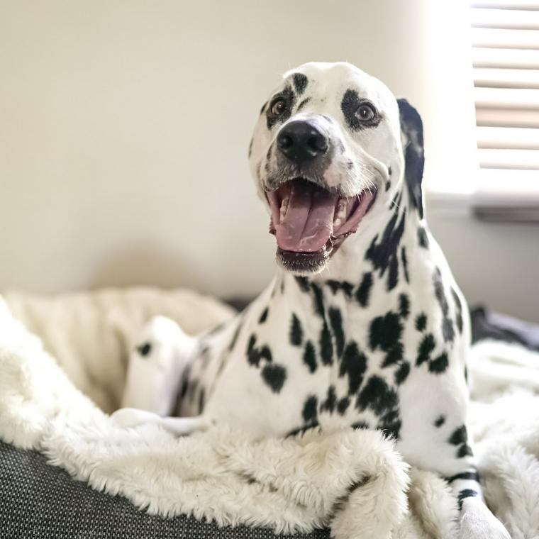 笑顔の犬