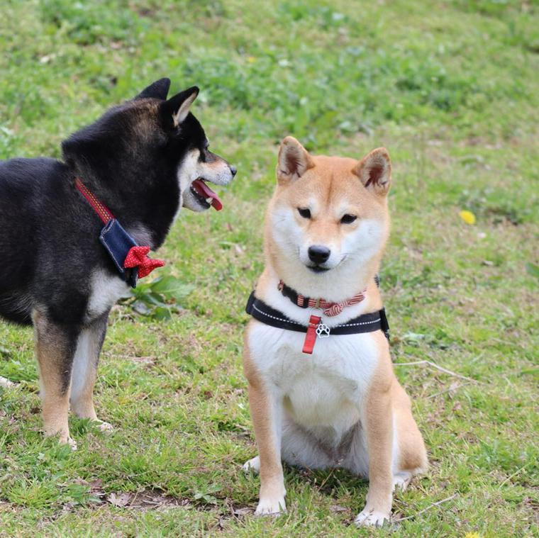 ドッグランまほろばの丘で遊ぶ犬