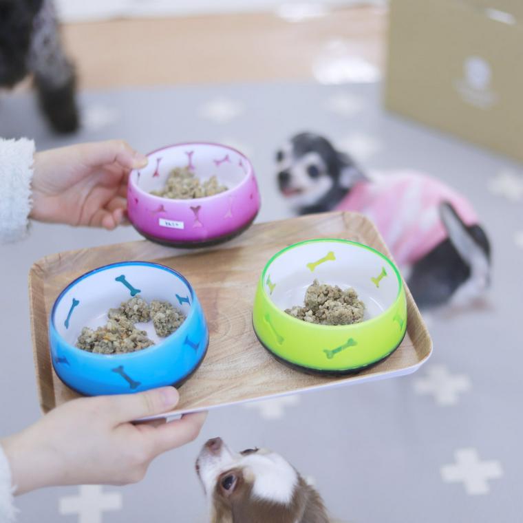 Wonderful Dogsの保護犬たちにPETOKOTO FOODSを配る様子