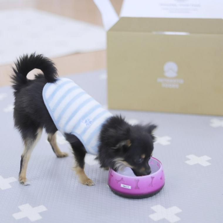 PETOKOTO FOODSを食べるWonderful Dogsの保護犬