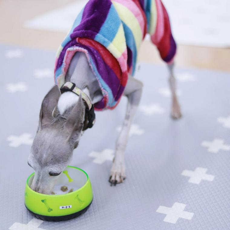 PETOKOTO FOODSを食べるWonderful Dogsの保護犬