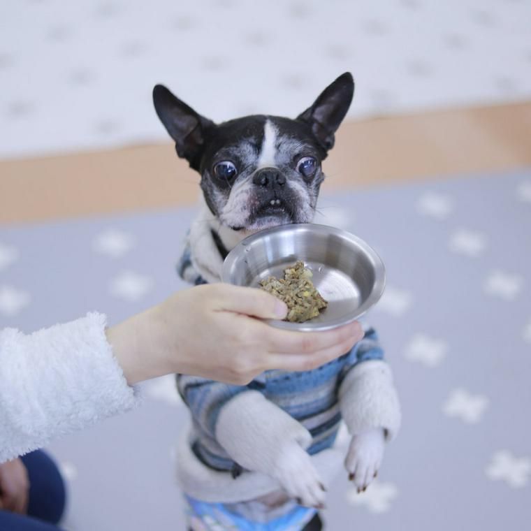 PETOKOTO FOODSを欲しがるWonderful Dogsの保護犬