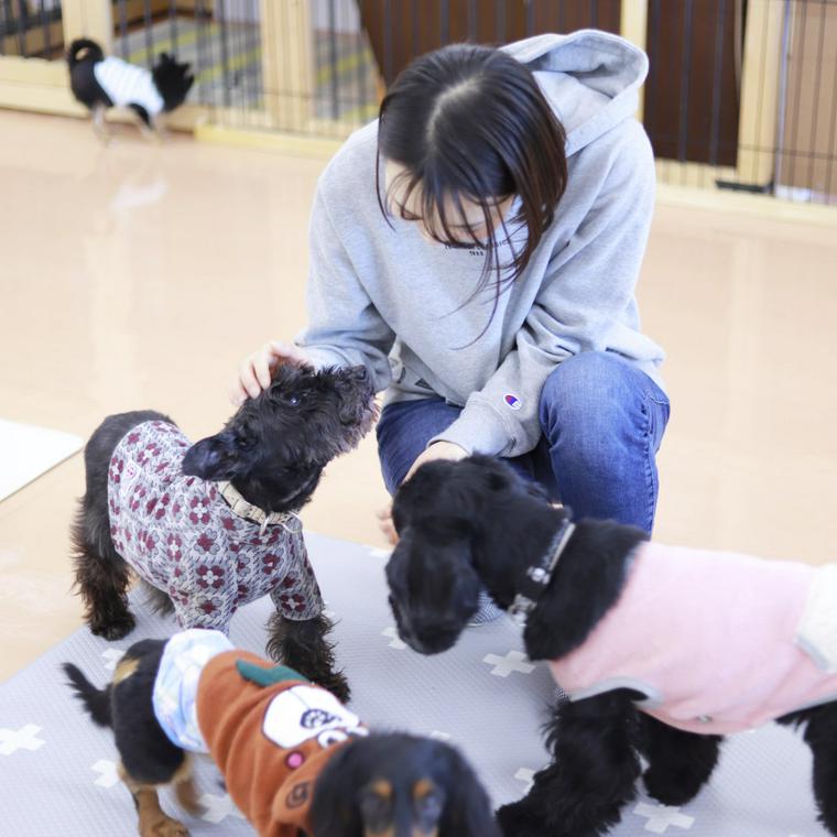 Wonderful Dogsのシェルターにいる犬たち