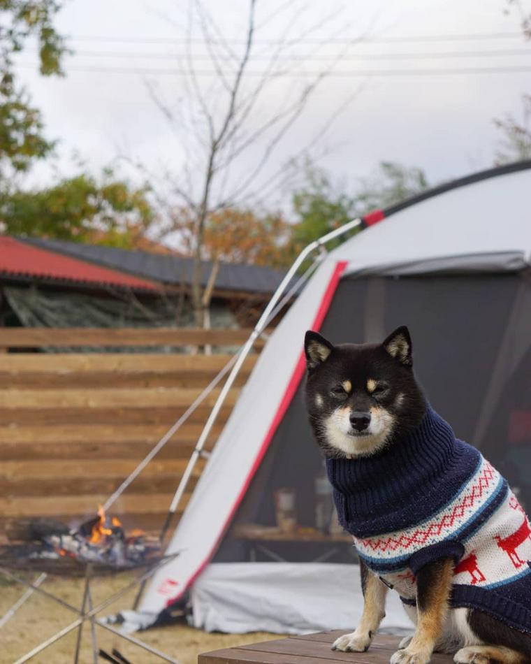 ワンコが主役でキャンプをする犬