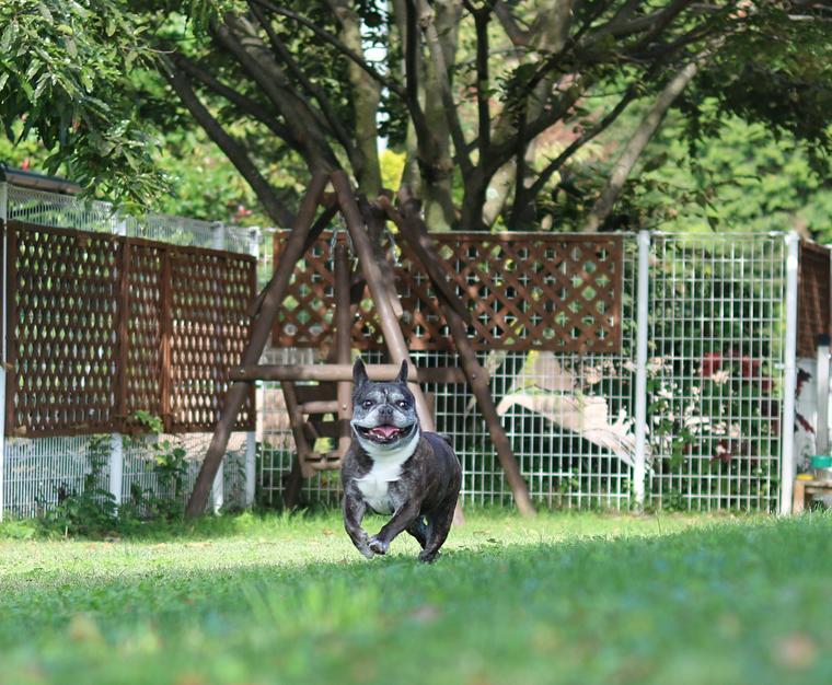 関東のおすすめドッグランまとめ 愛犬と一緒に遊べるお出かけスポットも ペトコト