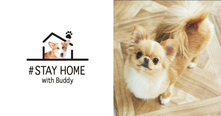 【#STAYHOMEwithBuddy】今、愛犬とおうち時間を楽しむためのおすすめ記事7選！
