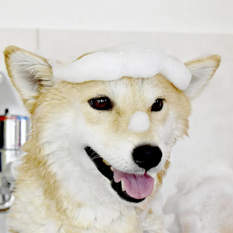 シャンプーをする柴犬