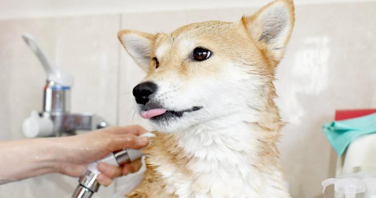 【ご協力のお願い】私たちと一緒に愛犬のためのシャンプーをつくりませんか?