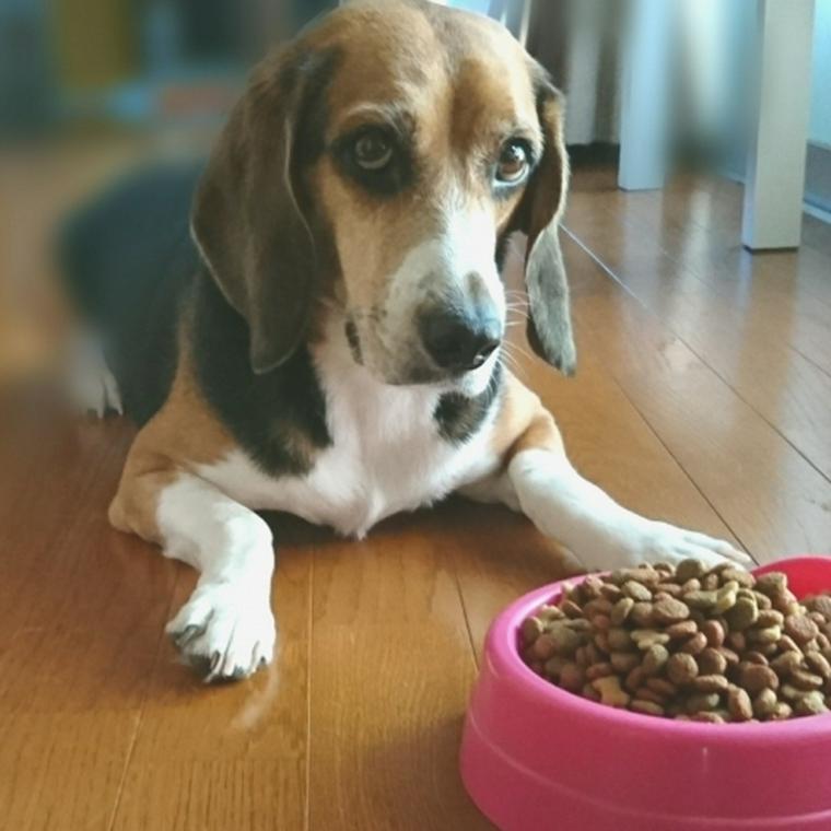 犬が食糞をしてしまう理由とは 対策やしつけの方法についてトレーナーが解説 ペトこと