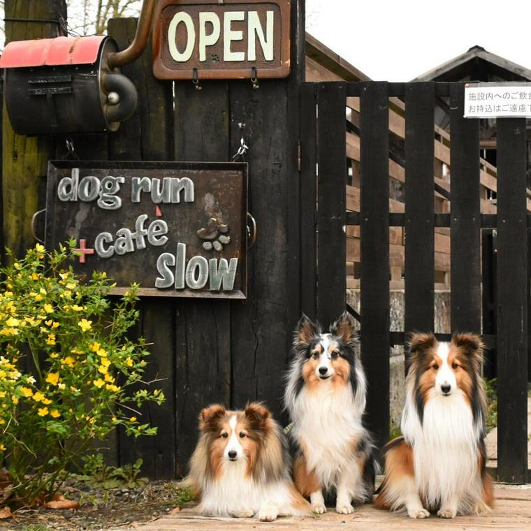 Dogrun&Cafe Slowで記念撮影する犬