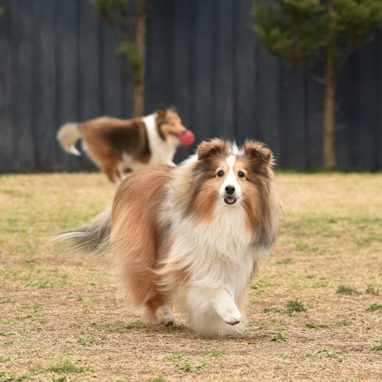 Dogrun&Cafe Slowのドッグランで遊ぶ犬