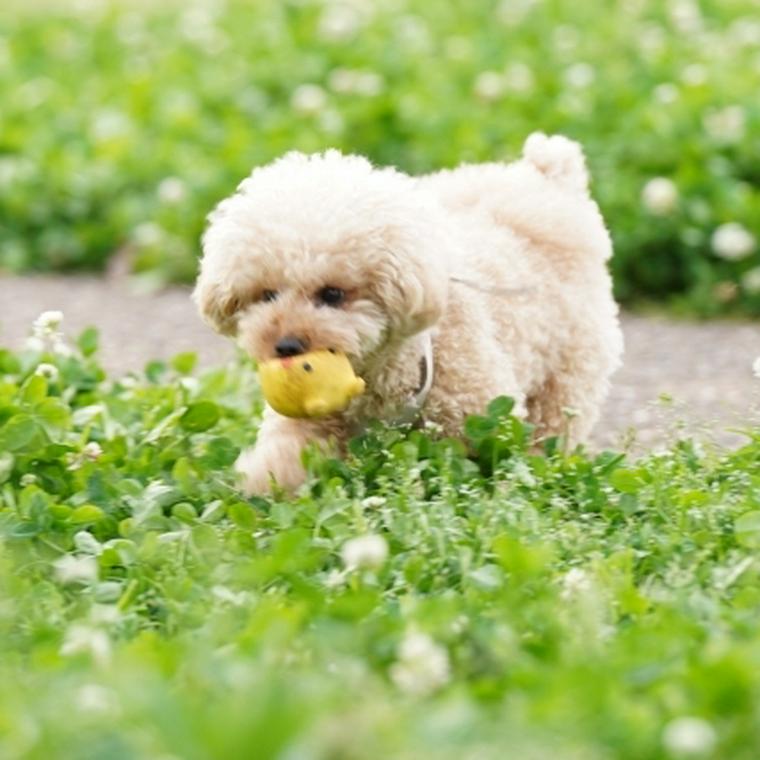 愛犬と遊ぶことはコミュニケーションが大切 遊び方や場所 しつけについても解説 ペトコト