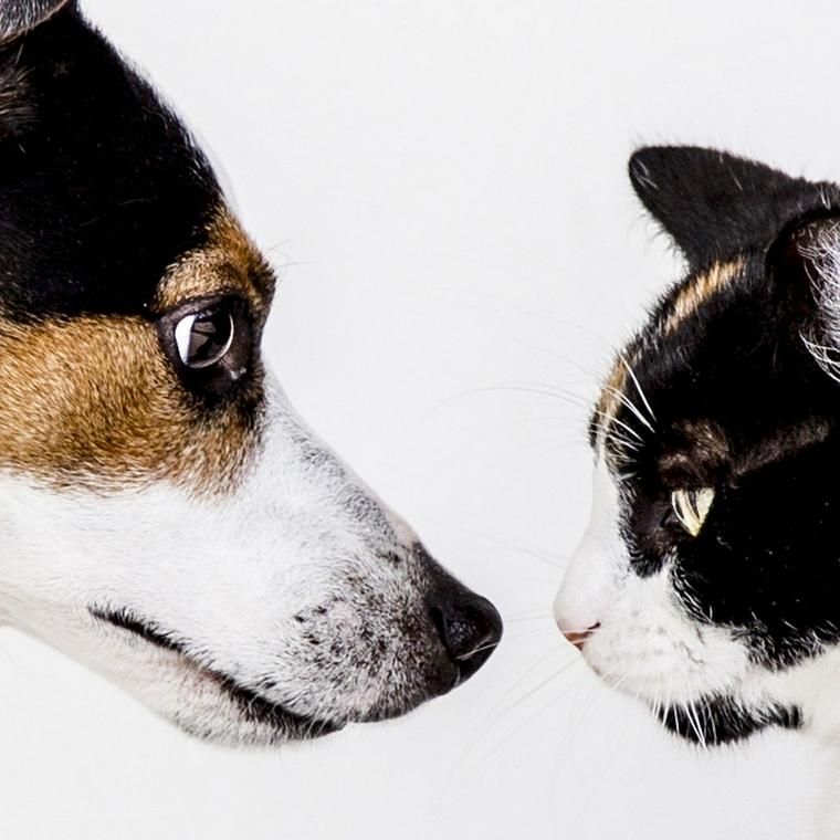 向き合う犬と猫