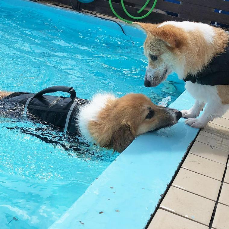 愛犬とプールで遊ぼう 自宅での楽しみ方や関東や関西のプール施設を紹介 ペトコト