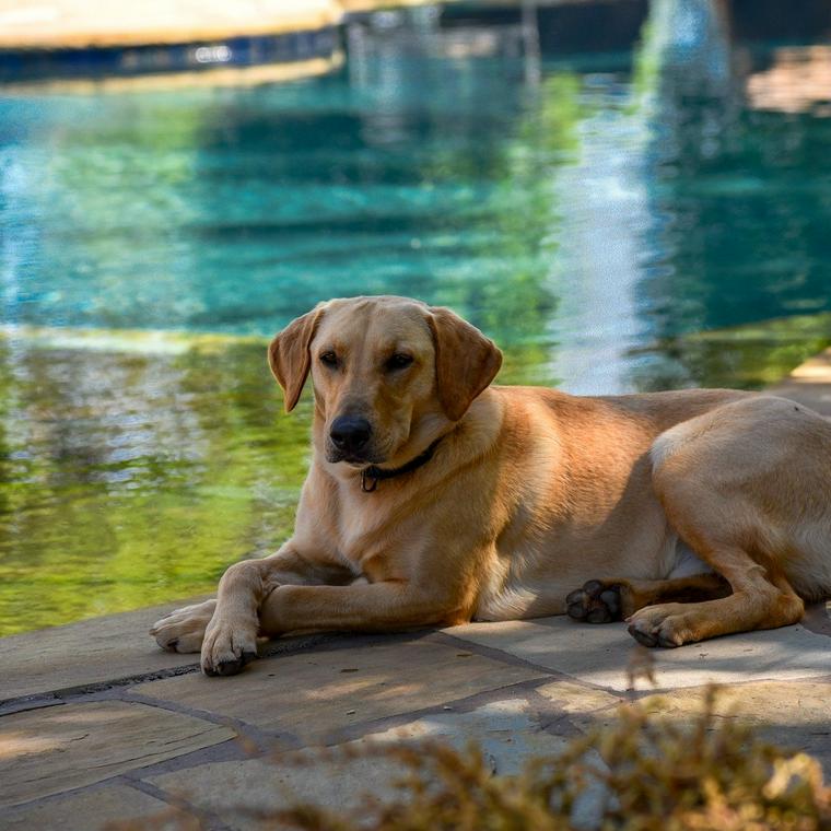 愛犬とプールで遊び 初めての注意点や 自宅で遊べるおすすめプールなど ペトコト