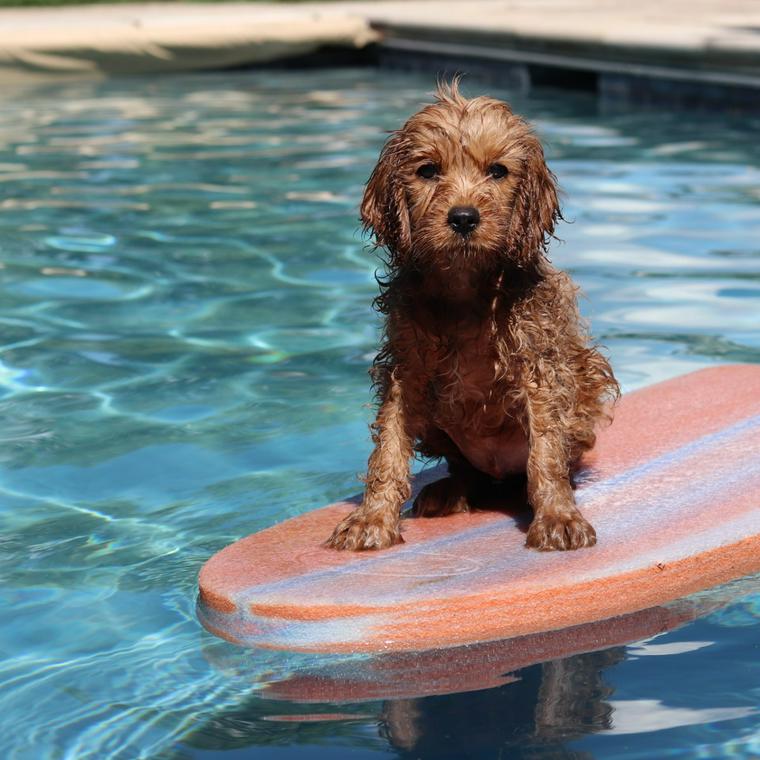 愛犬とプールで遊び 初めての注意点や 自宅で遊べるおすすめプールなど ペトコト