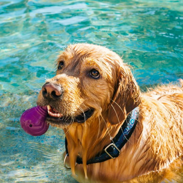 愛犬とプールで遊ぼう 関東や関西のプール施設やおすすめグッズなど紹介 ペトコト