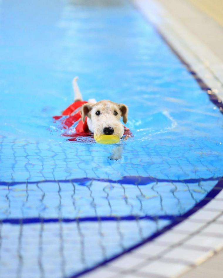 愛犬とプールで遊び 初めての注意点や 自宅で遊べるおすすめプールなど ペトコト