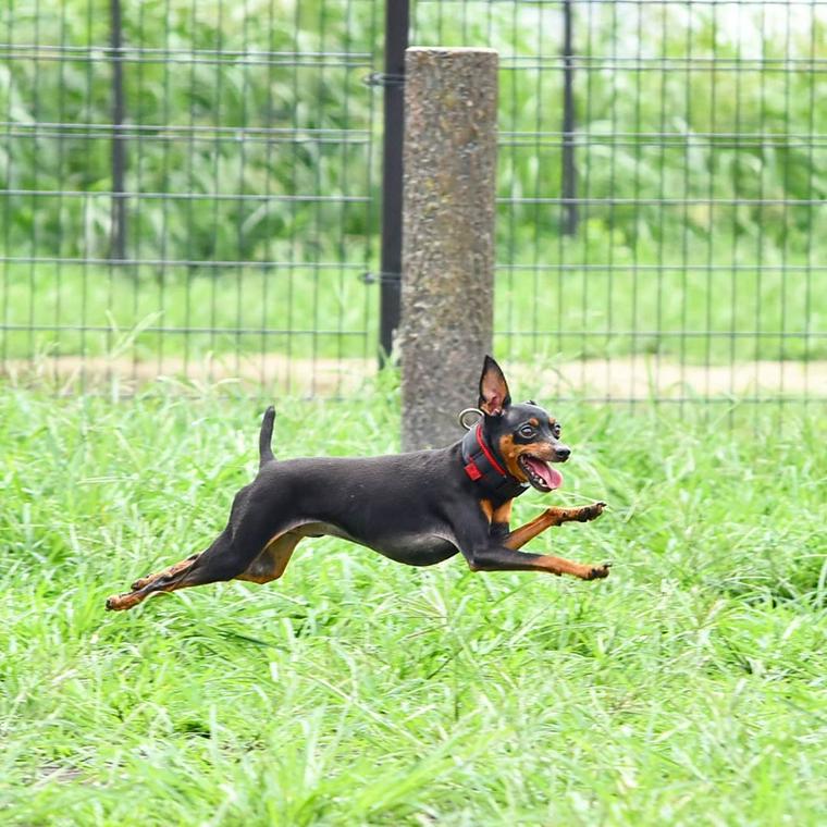 大間木ドッグランで走る犬