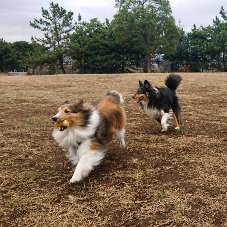 東京都のおすすめドッグラン18選 人気の代々木公園や カフェ併設など ペトコト