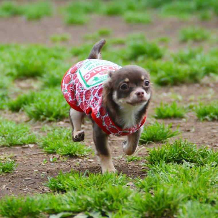 東京都のドッグランおすすめ18選 愛犬との運動に ペトこと