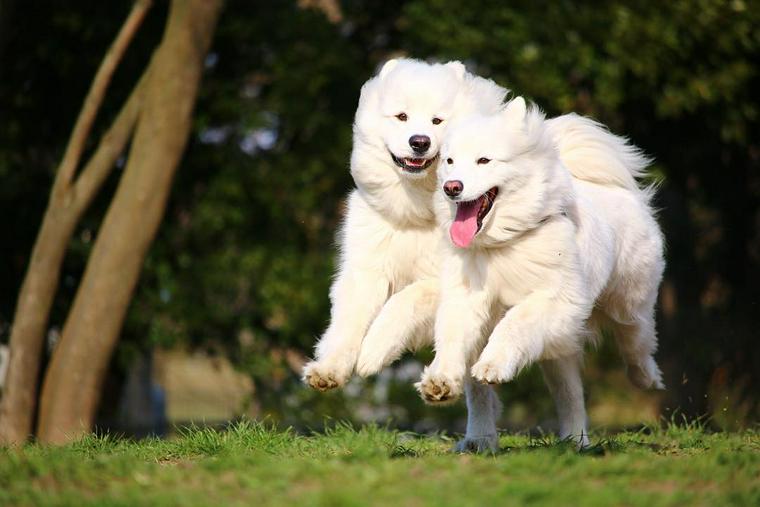 水元公園ドッグランで走る犬