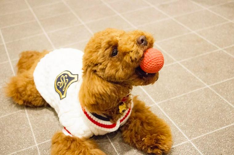 JOKER's TOWNのドッグランで遊ぶ犬