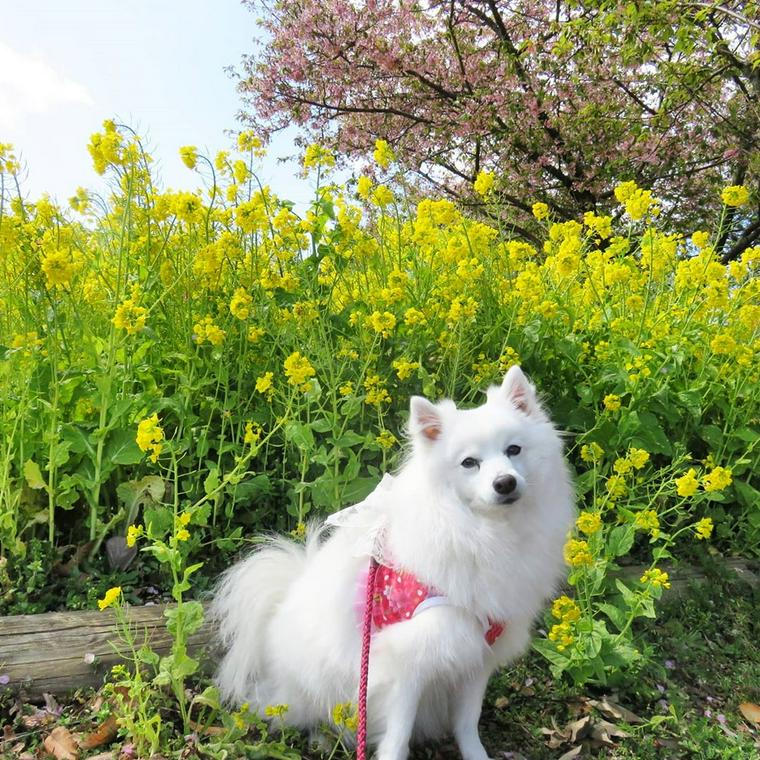 いばらきフラワーパークで記念撮影する犬