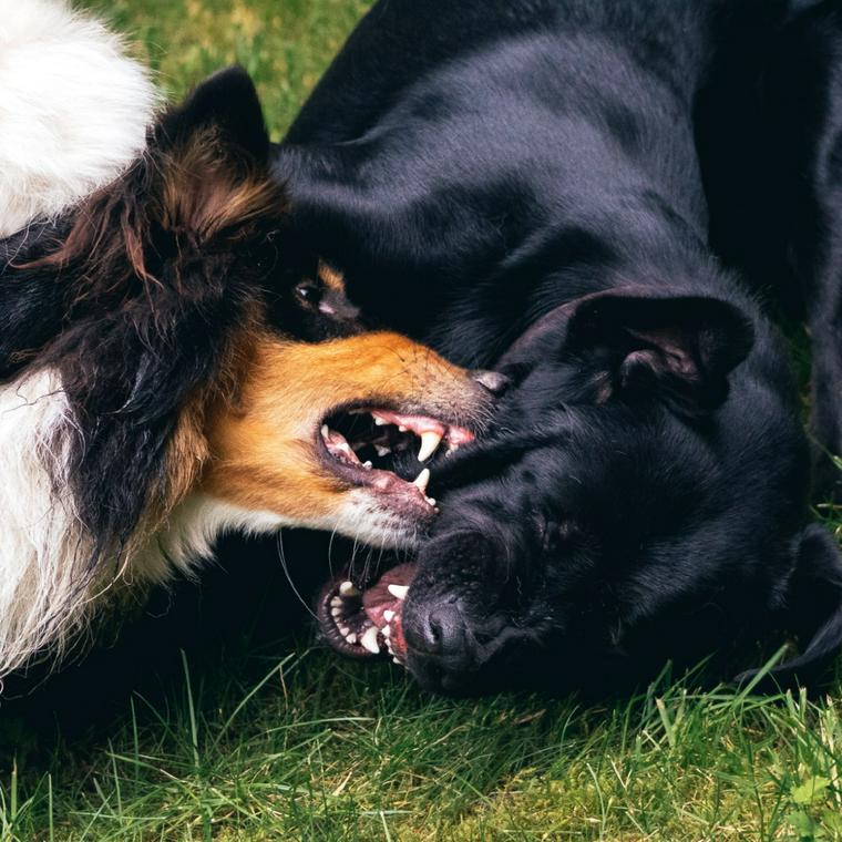 じゃれ合う犬