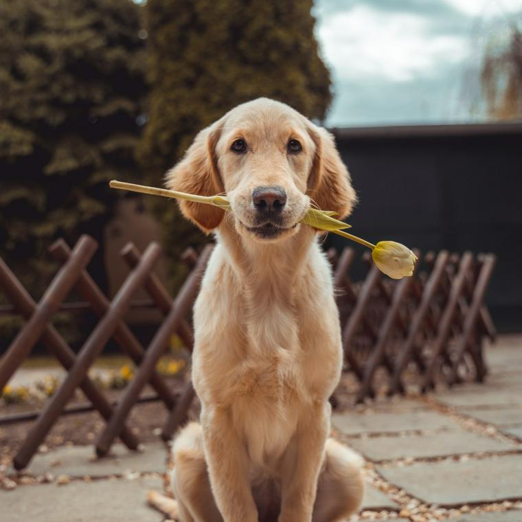 花を咥えている犬