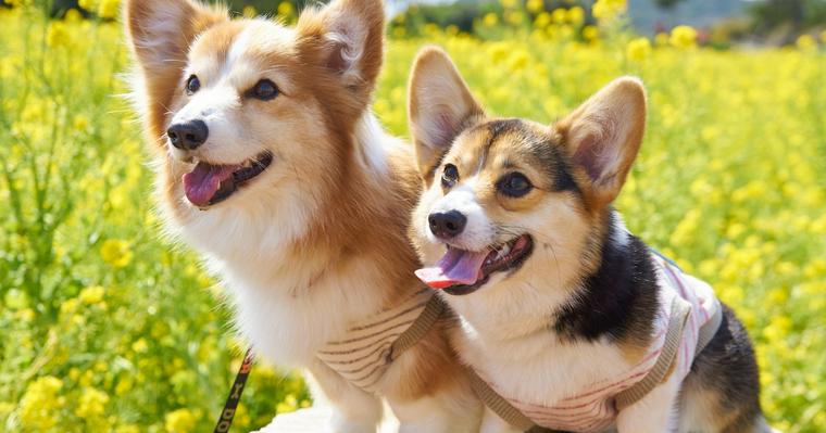 犬に「おすわり」を教える意味とは? しつけ方法やコツについても伝授【トレーナー解説】