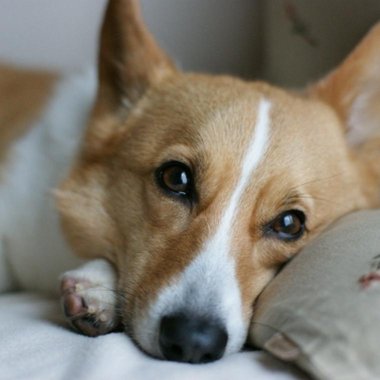 犬はオレンジを食べても大丈夫 オレンジジュースやアイス 与える際の注意点を紹介 ペトコト