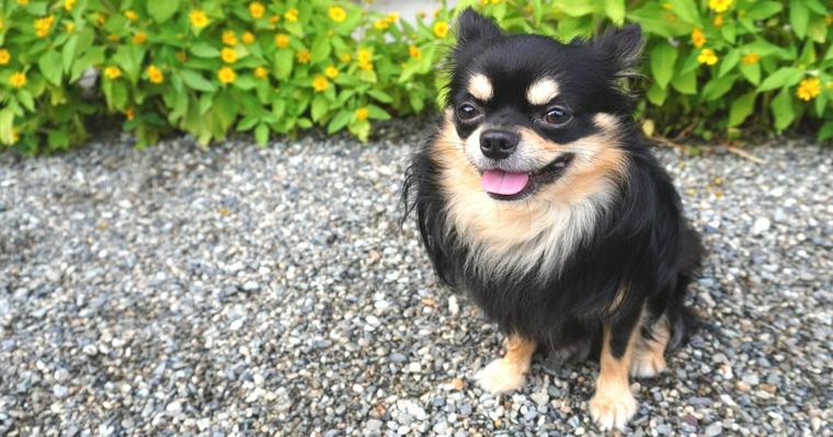 犬に「待て」を教える方法は? 待ての時間やコツをトレーナーが伝授