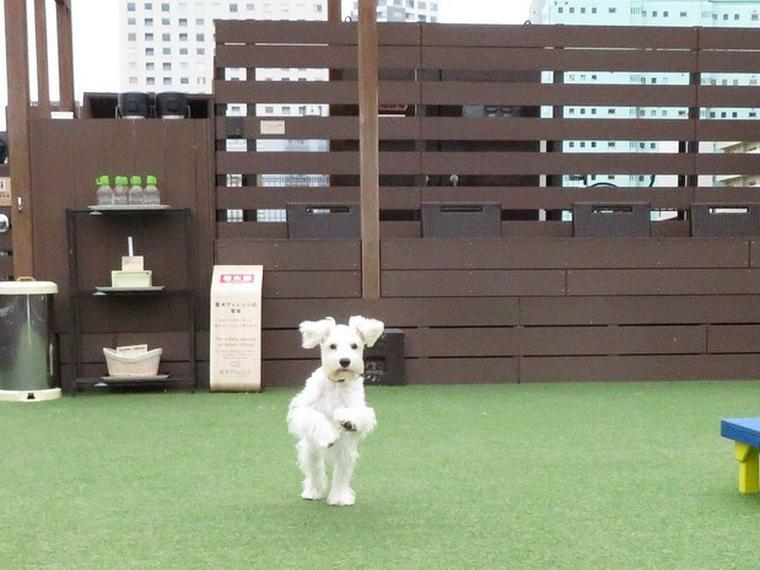 東京のおすすめ室内ドッグラン9選 雨の日も愛犬と遊べる施設を紹介 ペトコト